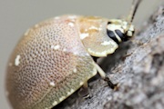 Tortoise Beetle (Paropsis aegrota) (Paropsis aegrota)